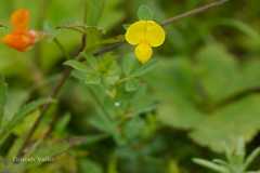 Lotus corniculatus